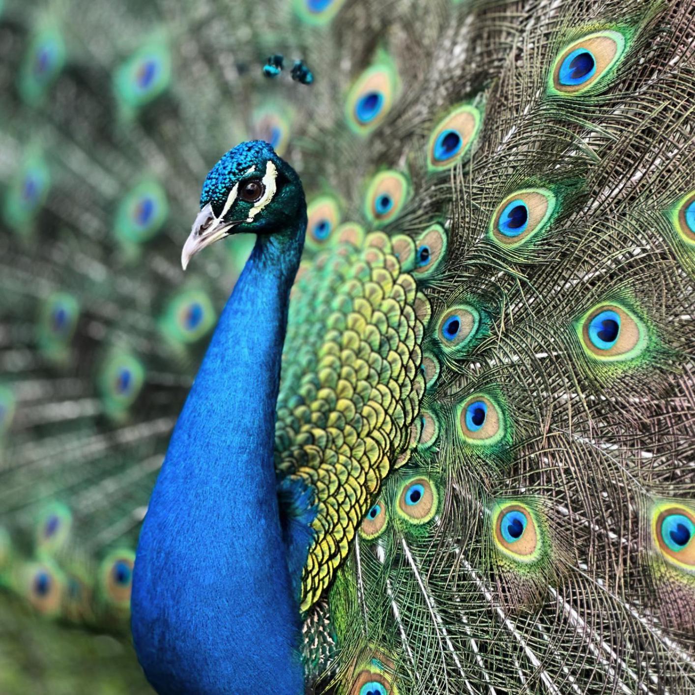 Finca Ecoparaiso Ibagué Dış mekan fotoğraf