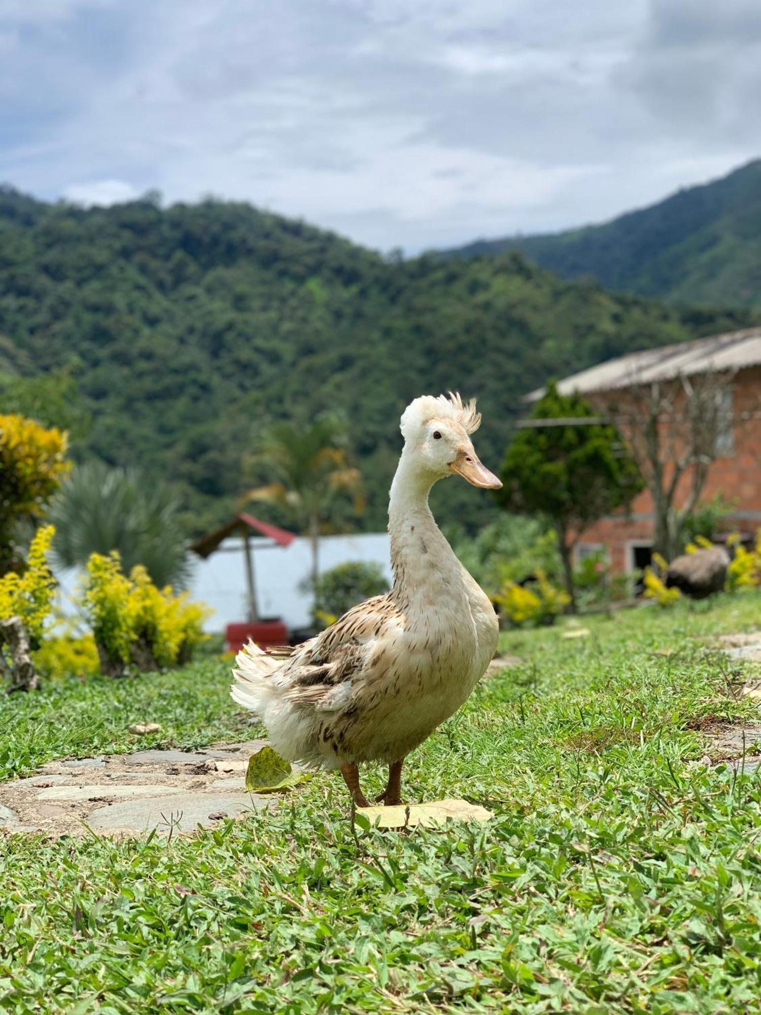 Finca Ecoparaiso Ibagué Dış mekan fotoğraf